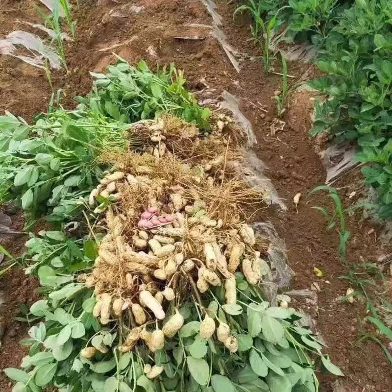 鲜花生新鲜现挖，应季**，支持全网一件代发！品质不错