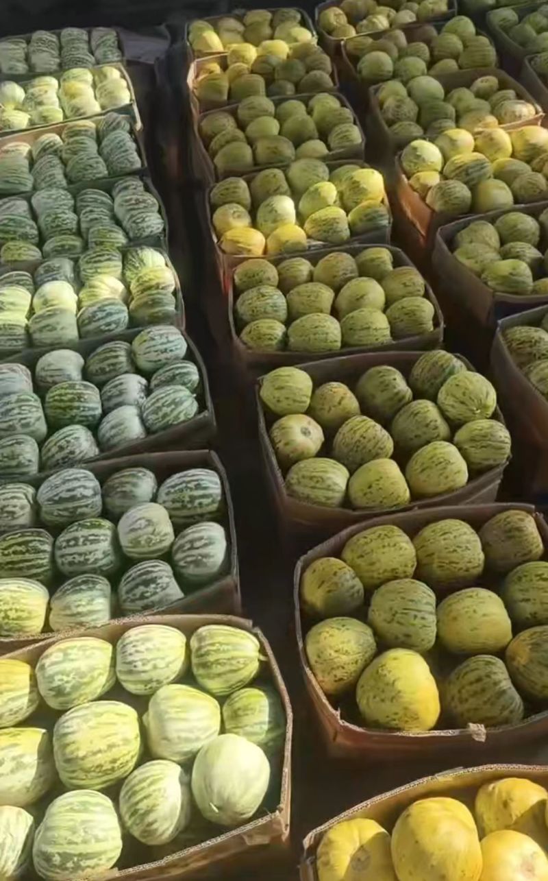 露地头茬花蜜，花龙密大量上市