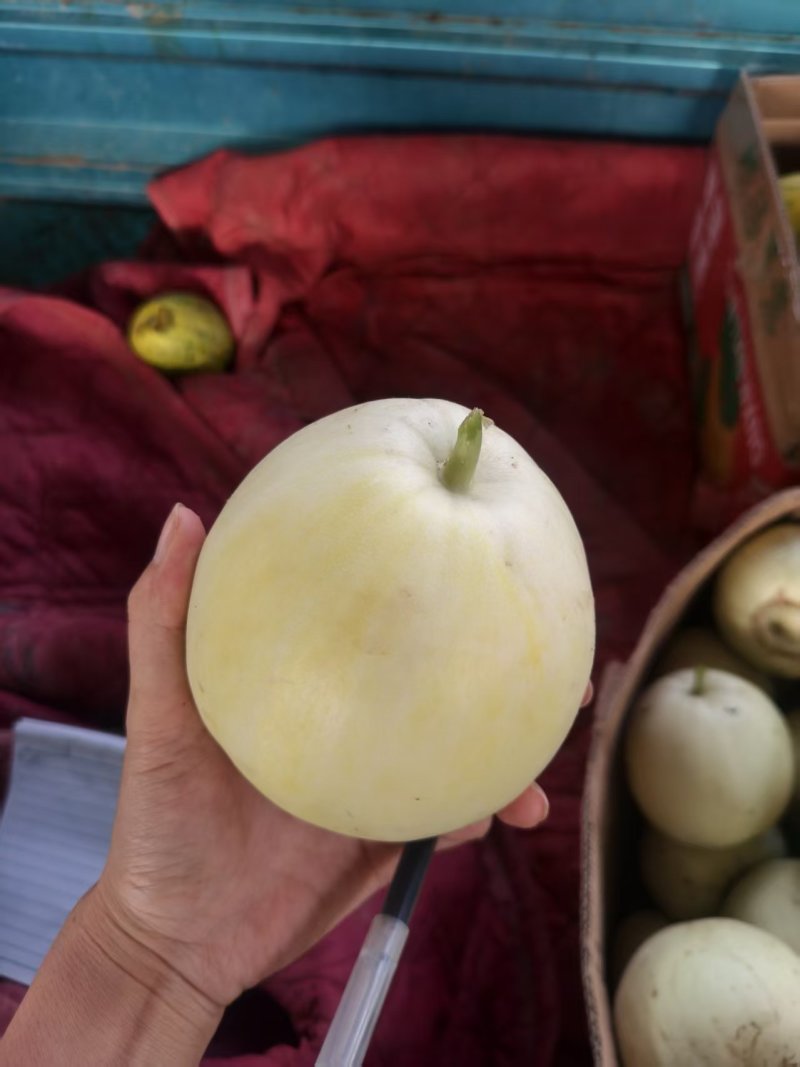 露地头茬花蜜，花龙密大量上市