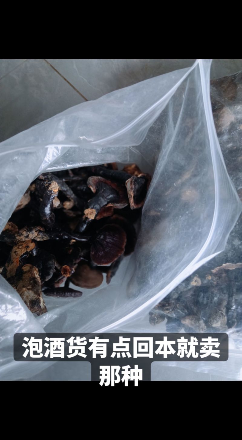 野生黑灵芝