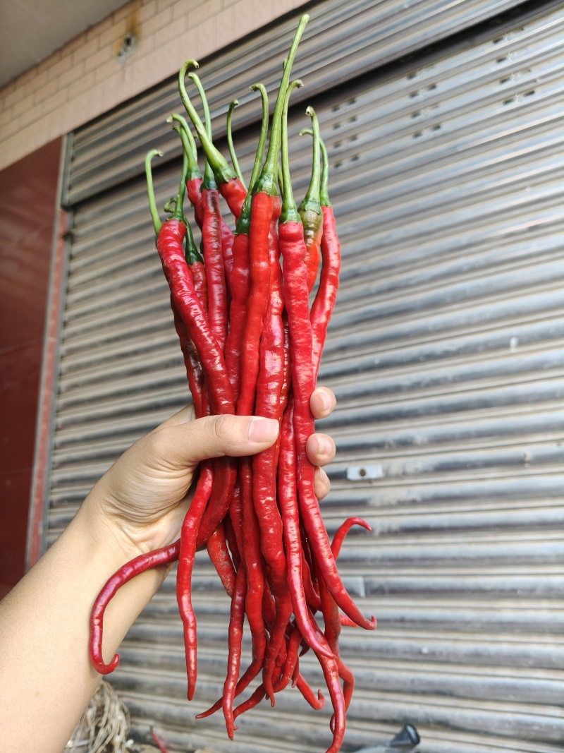 3号线椒，牧马山二荆条上市中，有需要联系