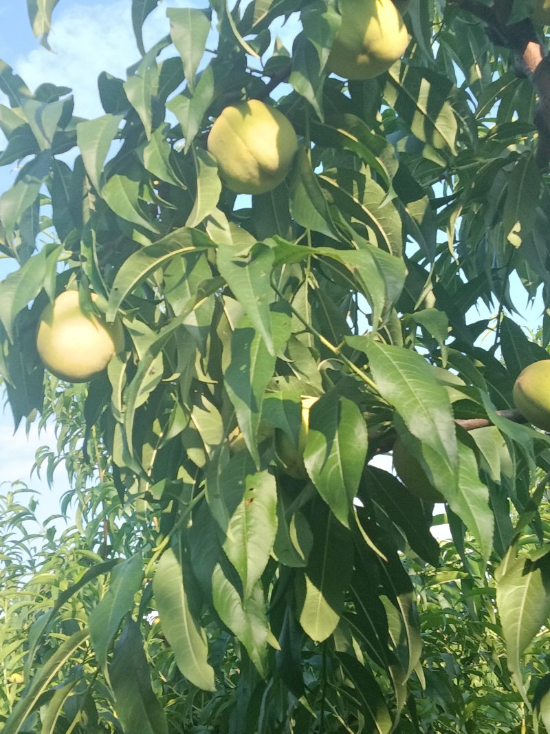 离核九宝大桃