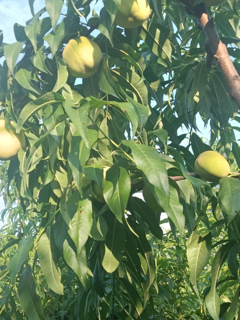 离核九宝大桃