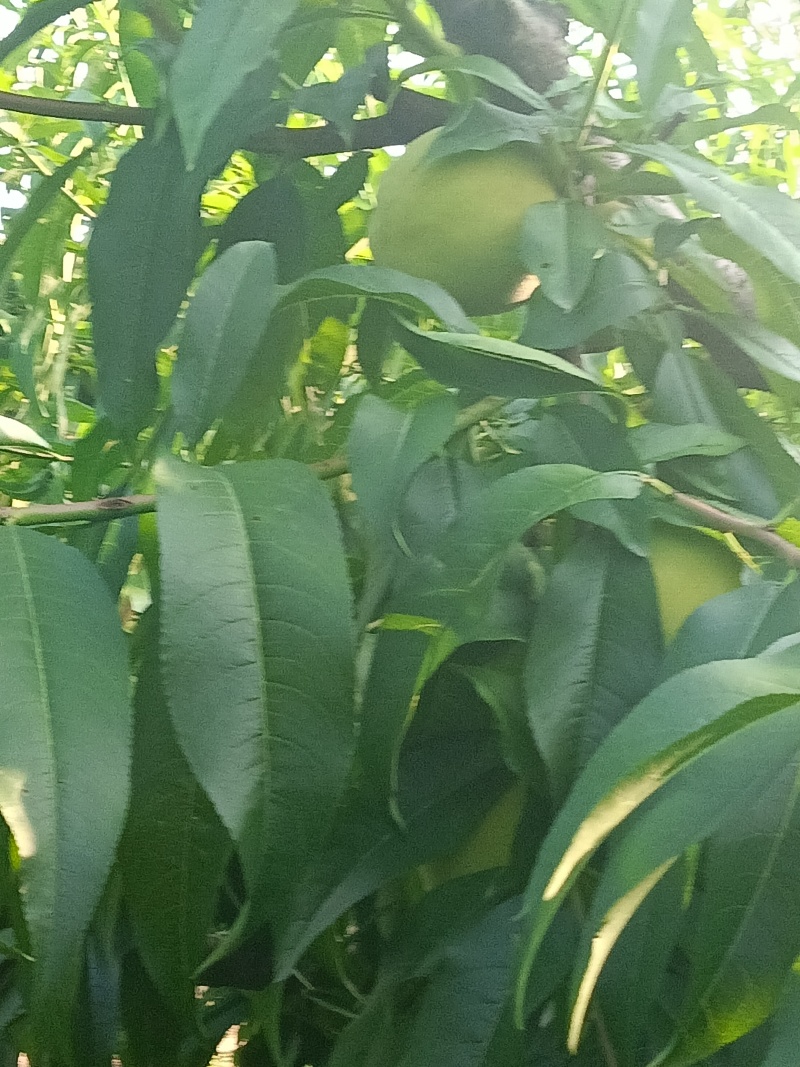 离核九宝大桃