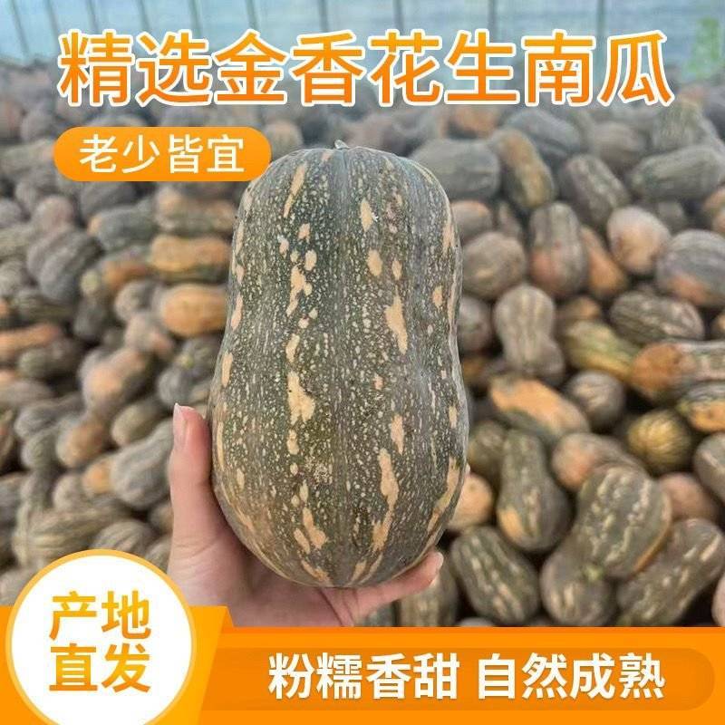 正宗河南小金香奶油南瓜软糯香甜[电商一件代发]