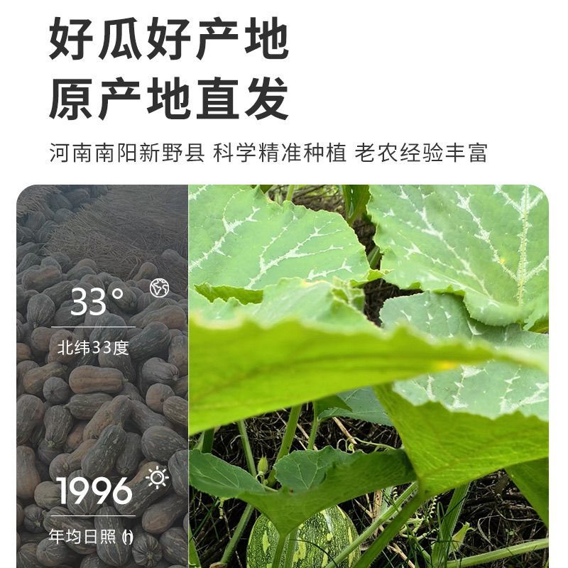 正宗河南小金香奶油南瓜软糯香甜[电商一件代发]