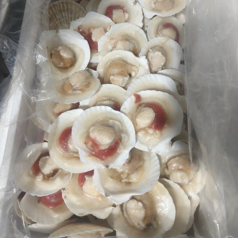 扇贝移壳贝