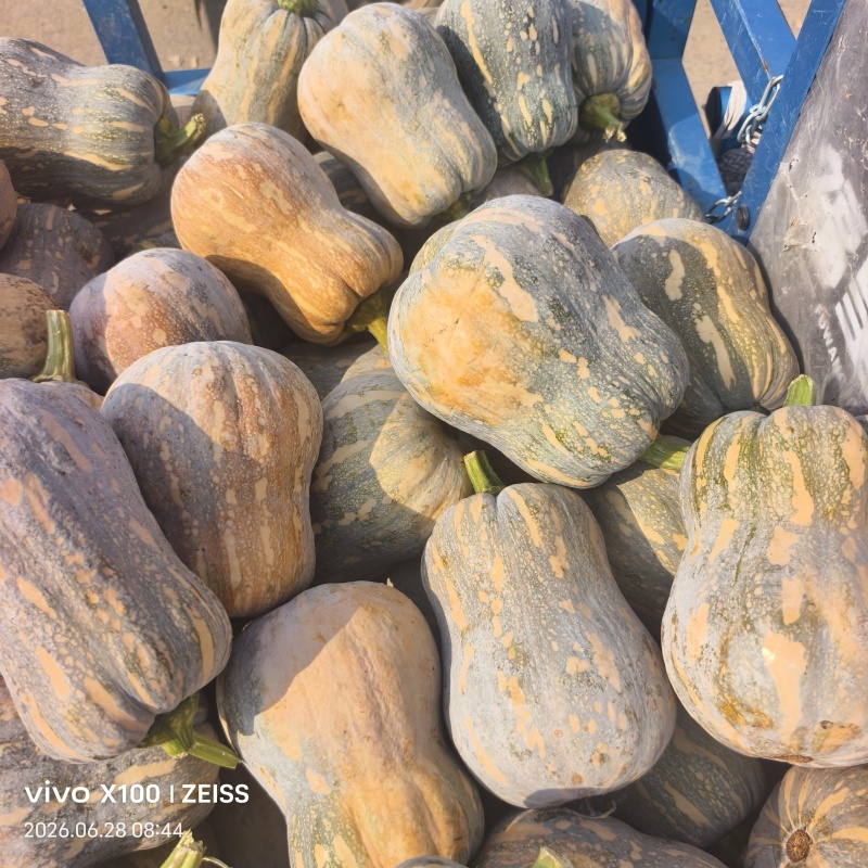 小金香南瓜