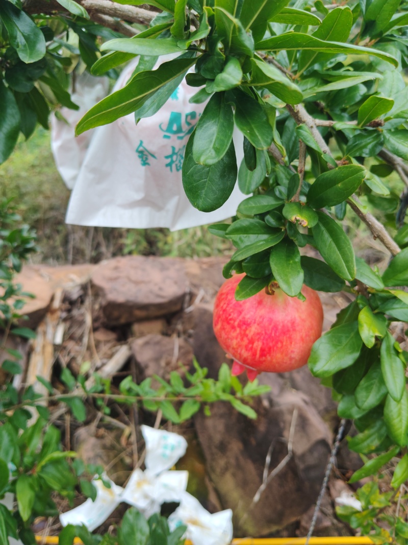 会理红如意石榴出口，市场货