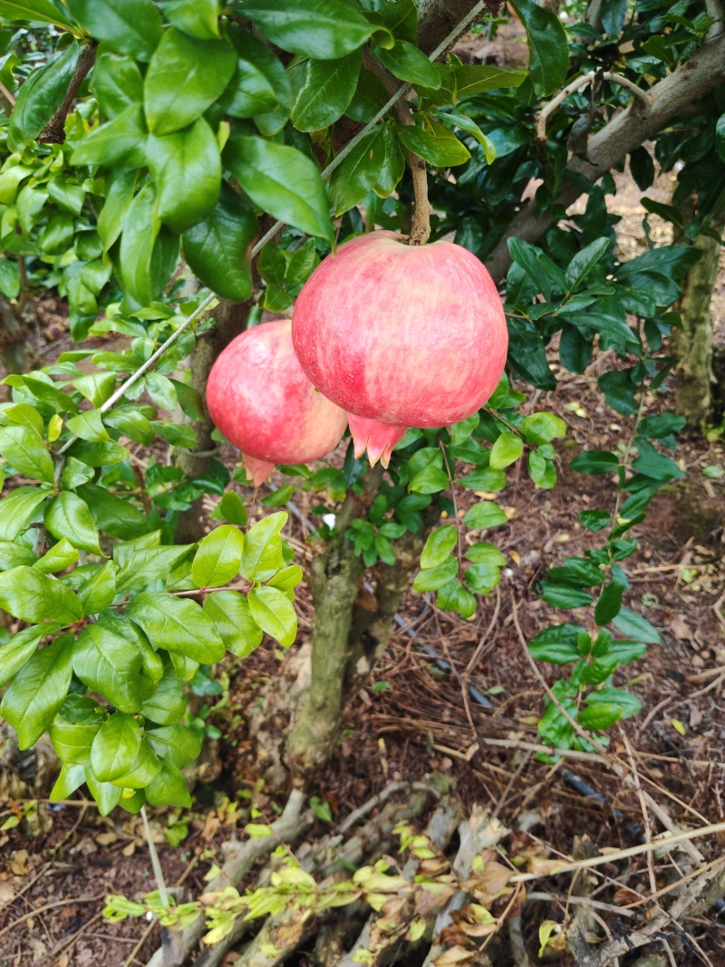 会理早熟红皮石榴
