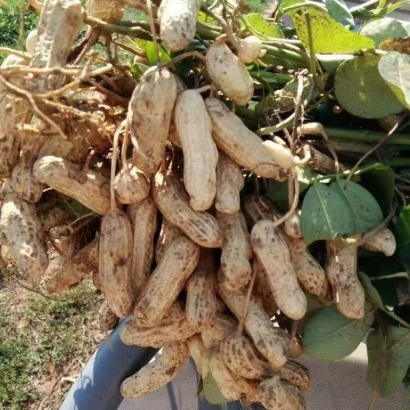 花生鲜花生现摘现发。优质农产品，支持一件代发，全网***