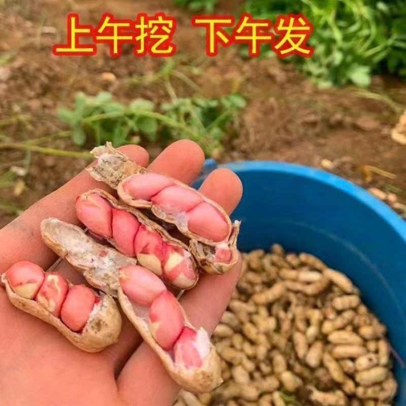花生鲜花生现摘现发。优质农产品，支持一件代发，全网***