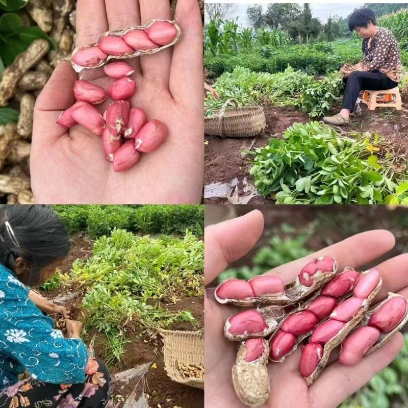 花生鲜花生现摘现发。优质农产品，支持一件代发，全网***