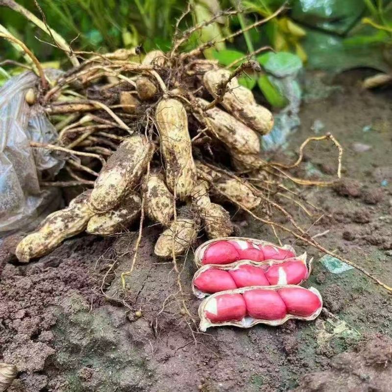 花生鲜花生现摘现发。优质农产品，支持一件代发，全网***