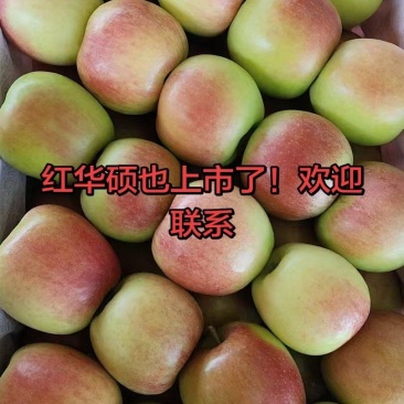 万亩果园青红华硕，鲁丽，美八有需求的老板可以联系