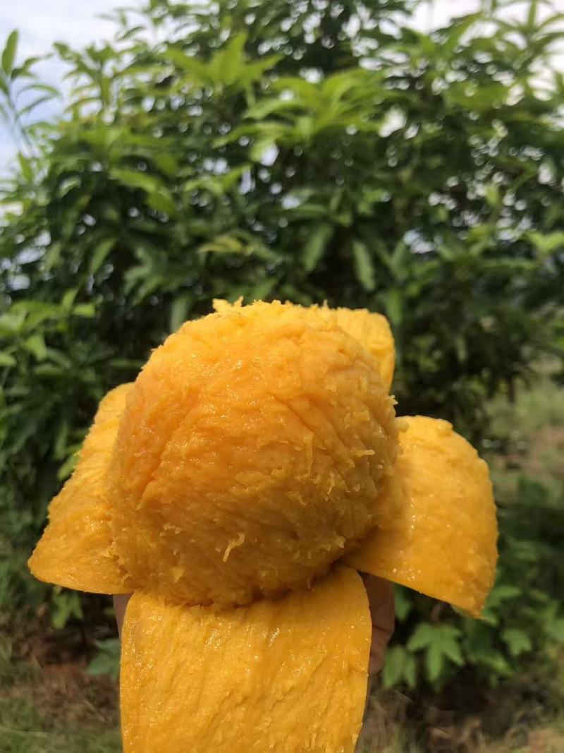 【凯特芒果】正宗云南凯特芒果/云南芒果/精选大果坏了包赔
