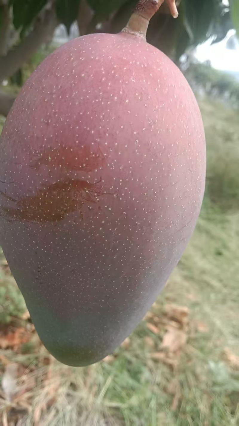 【芒果】云南凯特芒果/楚雄县芒果/产地直发坏果包赔的