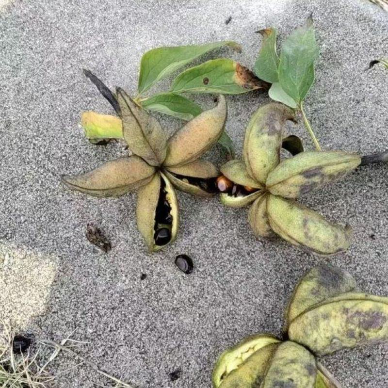 牡丹角