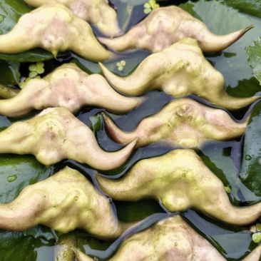 菱角嫩菱角老菱角