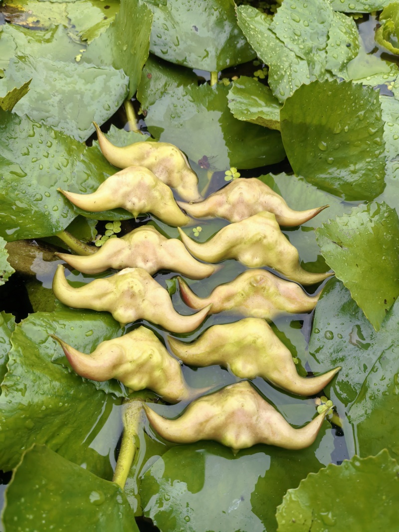 菱角嫩菱角老菱角