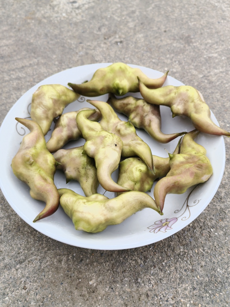 菱角嫩菱角老菱角