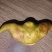 菱角嫩菱角老菱角