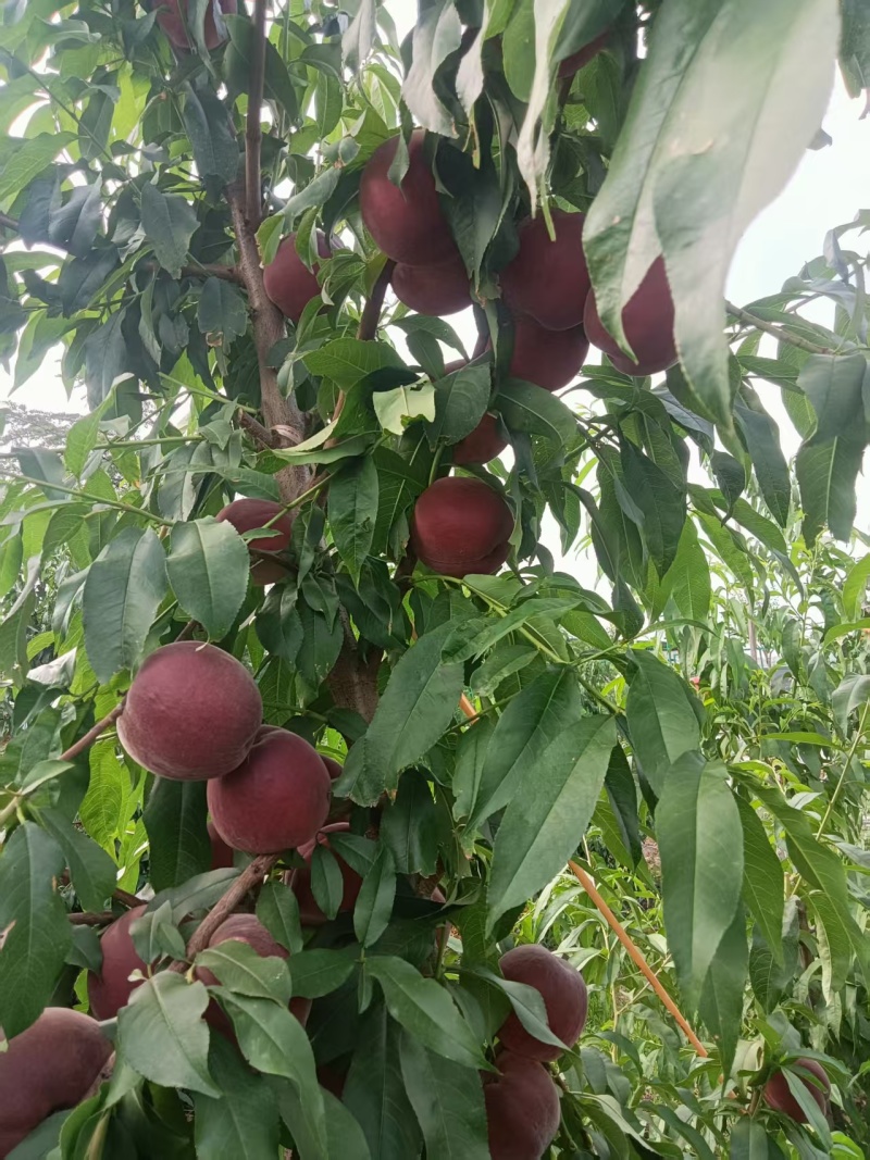 中桃十二大果型脆甜桃子