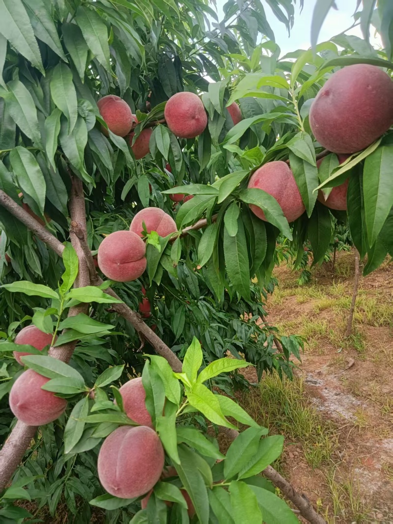 中桃十二大果型脆甜桃子