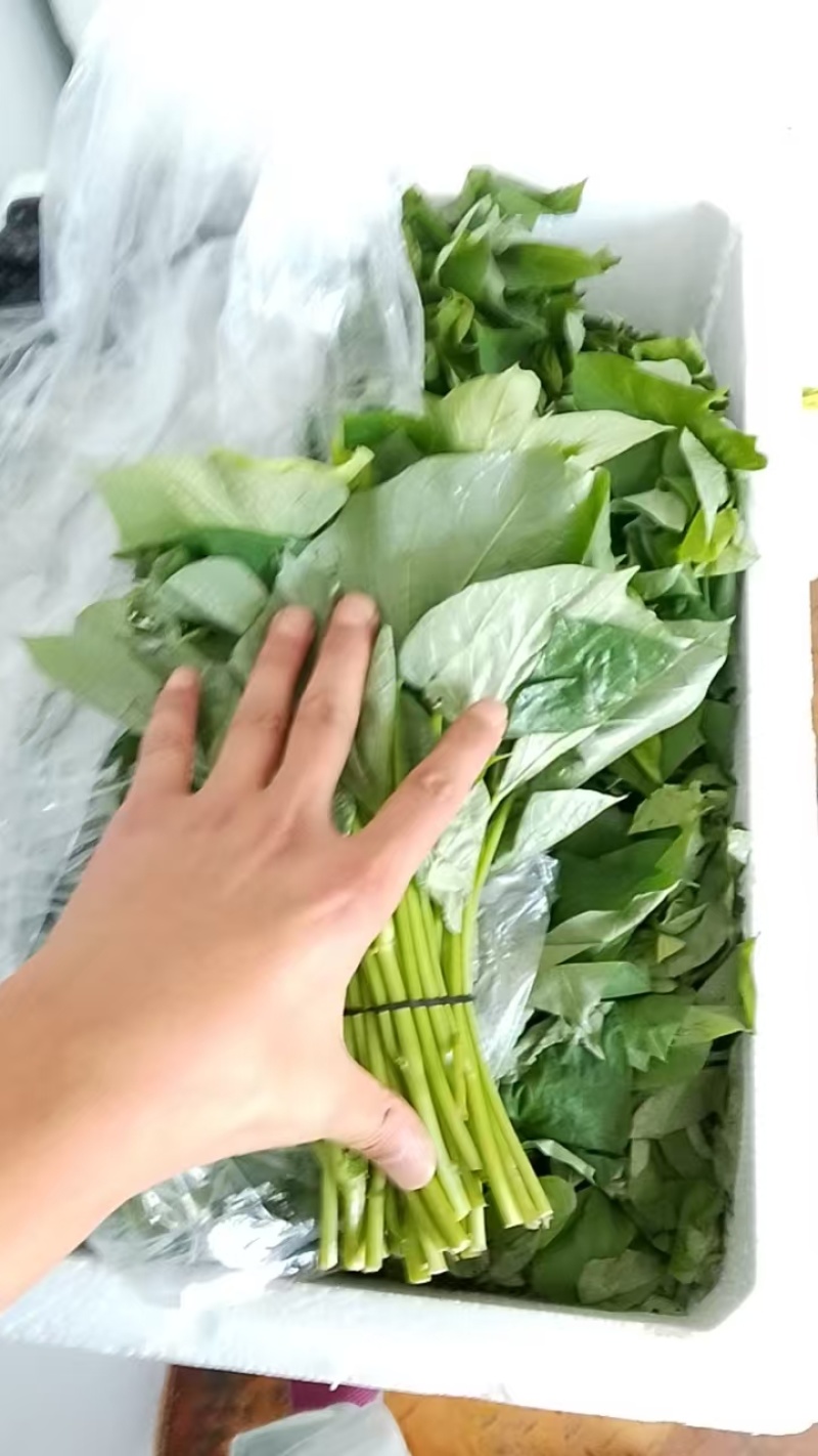 【品质保障】河南红薯尖番薯叶量大优惠对接批发电商商超
