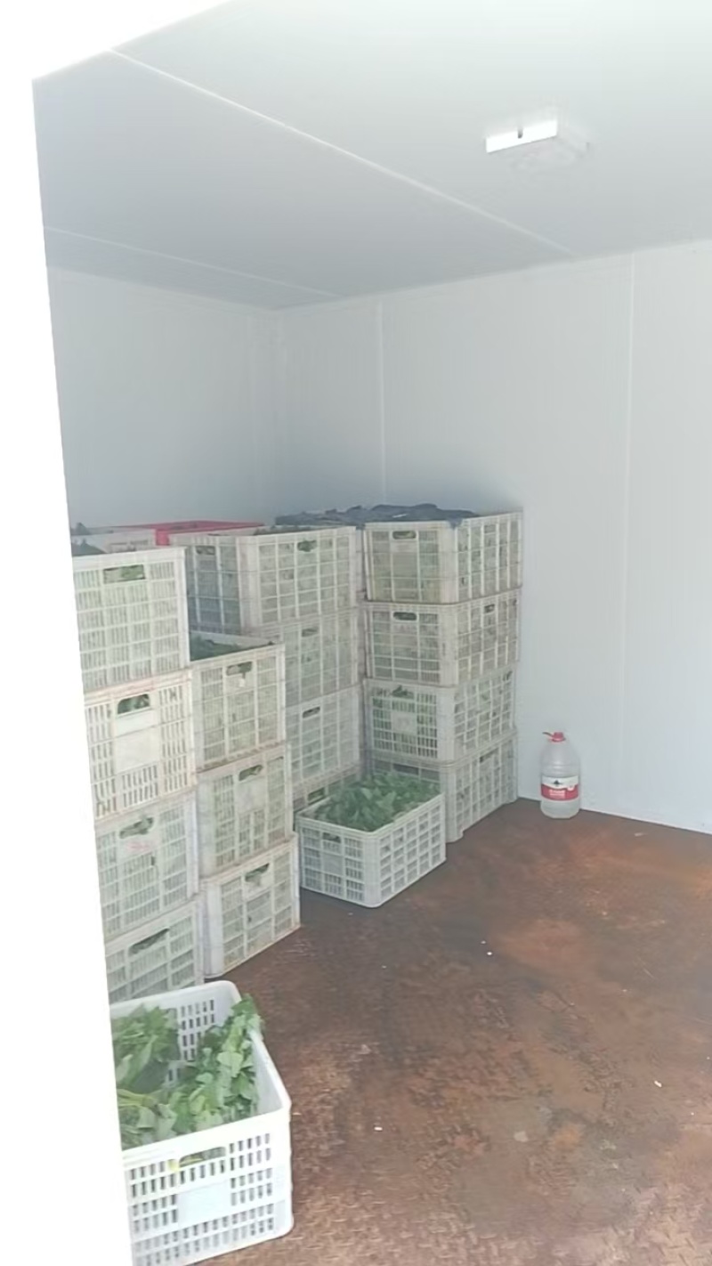 【品质保障】河南红薯尖番薯叶量大优惠对接批发电商商超
