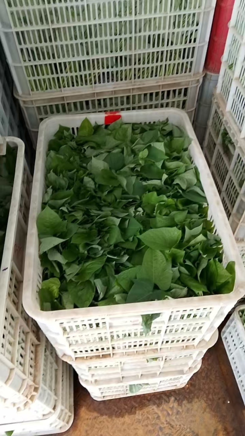 【品质保障】河南红薯尖番薯叶量大优惠对接批发电商商超