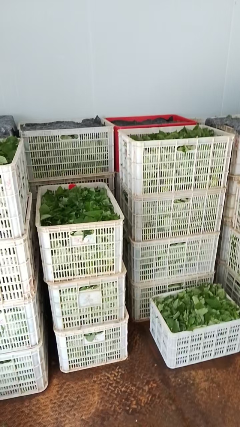 【品质保障】河南红薯尖番薯叶量大优惠对接批发电商商超