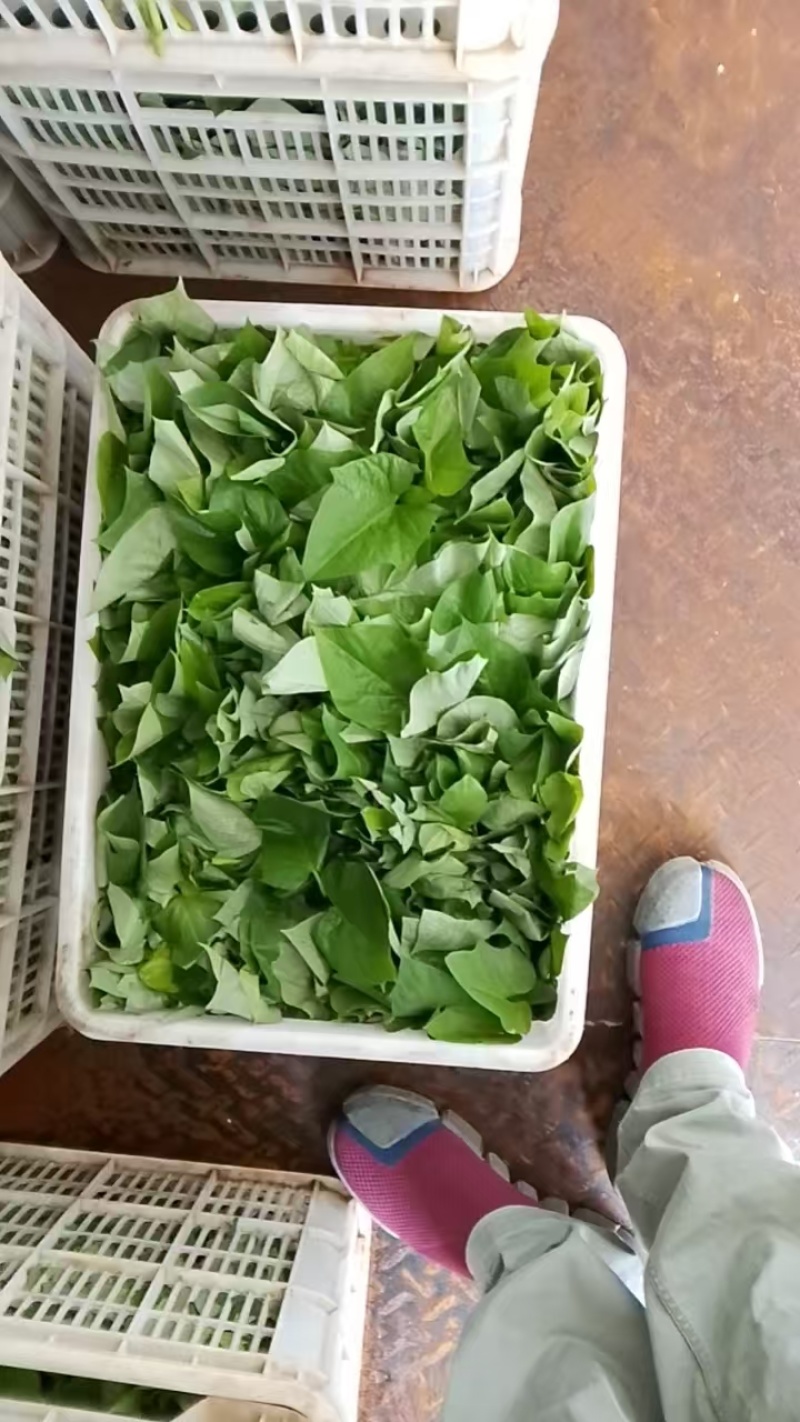 【品质保障】河南红薯尖番薯叶量大优惠对接批发电商商超