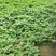 【品质保障】河南红薯尖番薯叶量大优惠对接批发电商商超