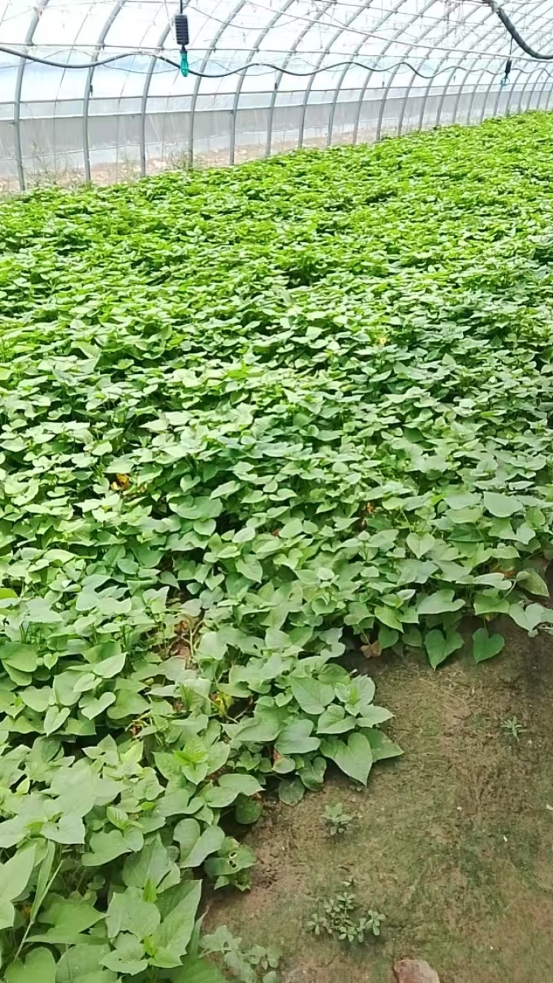 【品质保障】河南红薯尖番薯叶量大优惠对接批发电商商超