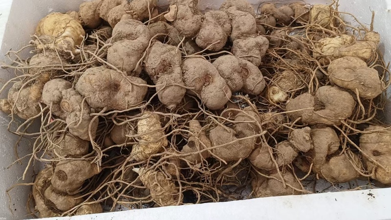 大鸡头黄精