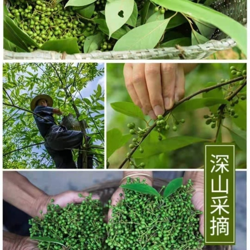 新鲜山胡椒木姜子野生山苍子
