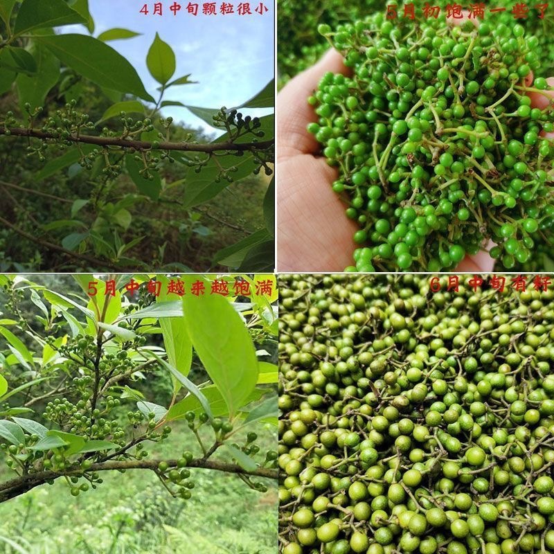 新鲜山胡椒木姜子野生山苍子