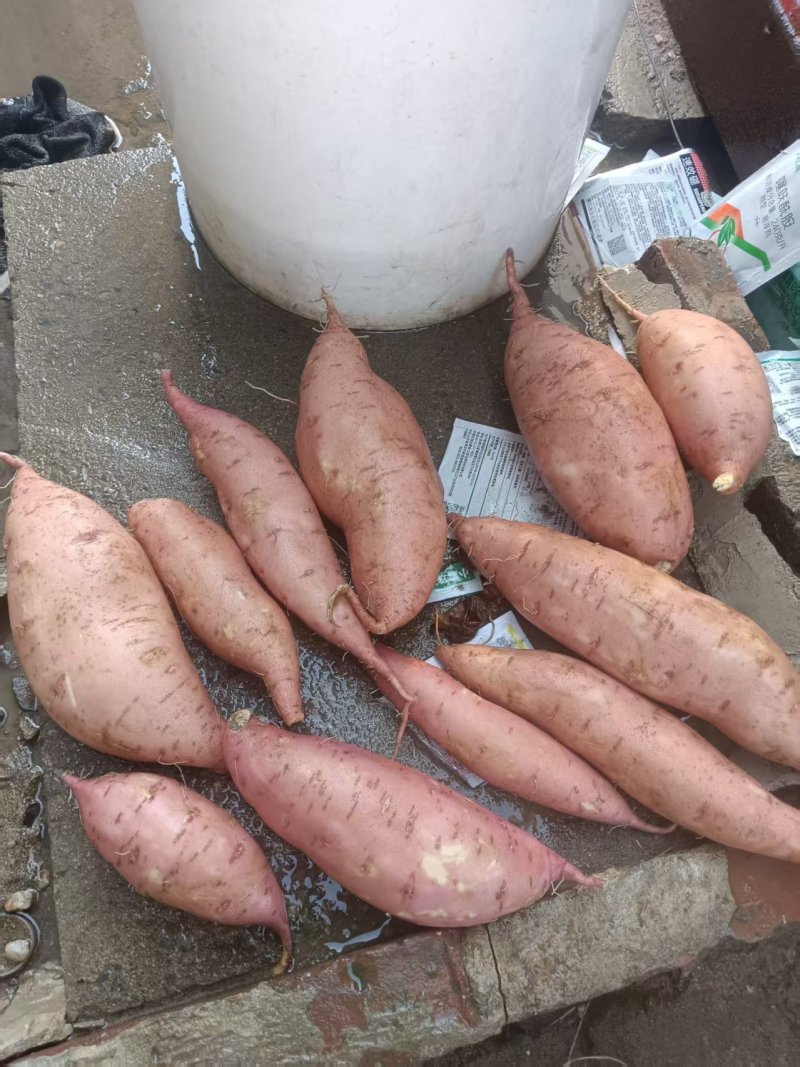 龙薯九条形好产地大量出货中需要联系支持各种包装