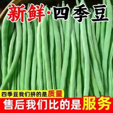 无筋豆白花四季豆产地一手货源，保质保量欢迎订购