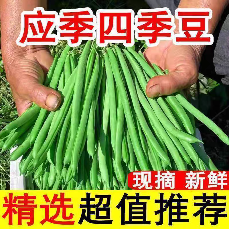 无筋豆白花四季豆产地一手货源，保质保量欢迎订购