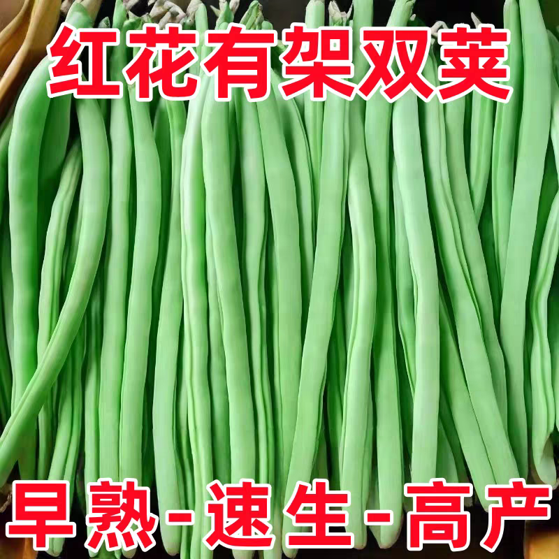 无筋豆白花四季豆产地一手货源，保质保量欢迎订购