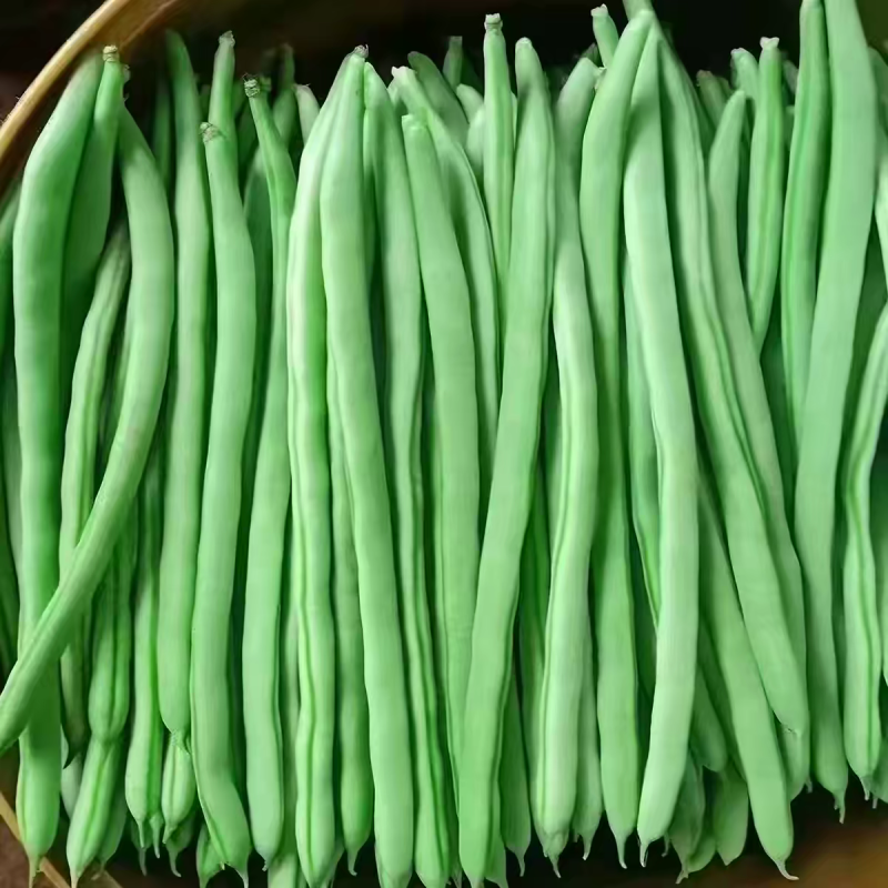 无筋豆白花四季豆产地一手货源，保质保量欢迎订购