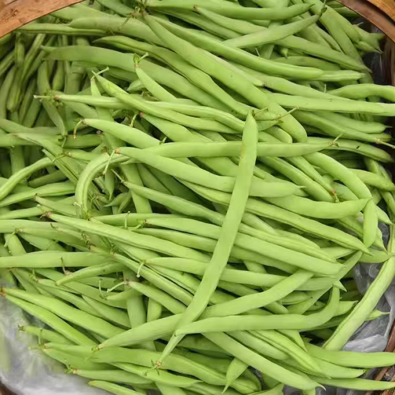 无筋豆白花四季豆产地一手货源，保质保量欢迎订购
