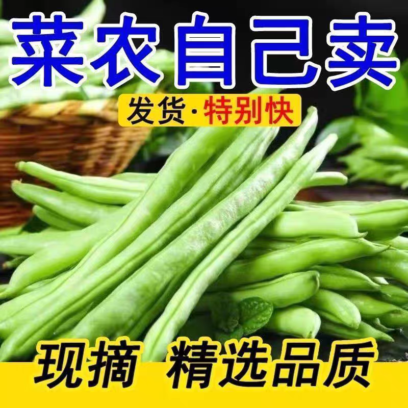 无筋豆白花四季豆产地一手货源，保质保量欢迎订购