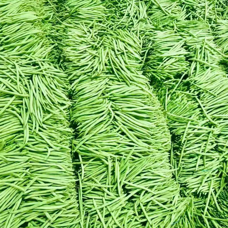 无筋豆白花四季豆产地一手货源，保质保量欢迎订购