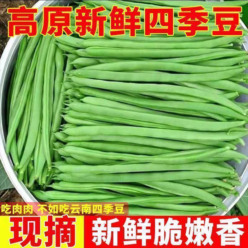 无筋豆白花四季豆产地一手货源，保质保量欢迎订购