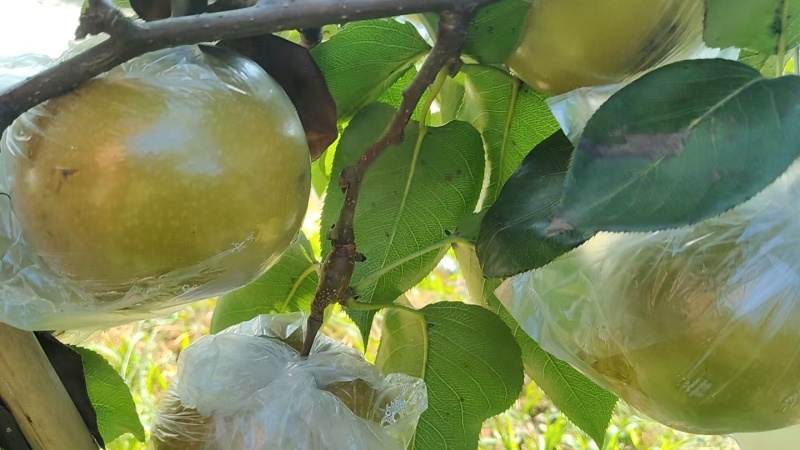 永川黄瓜山黄花梨成熟了哟！！！各位老板可以来进货了哟！
