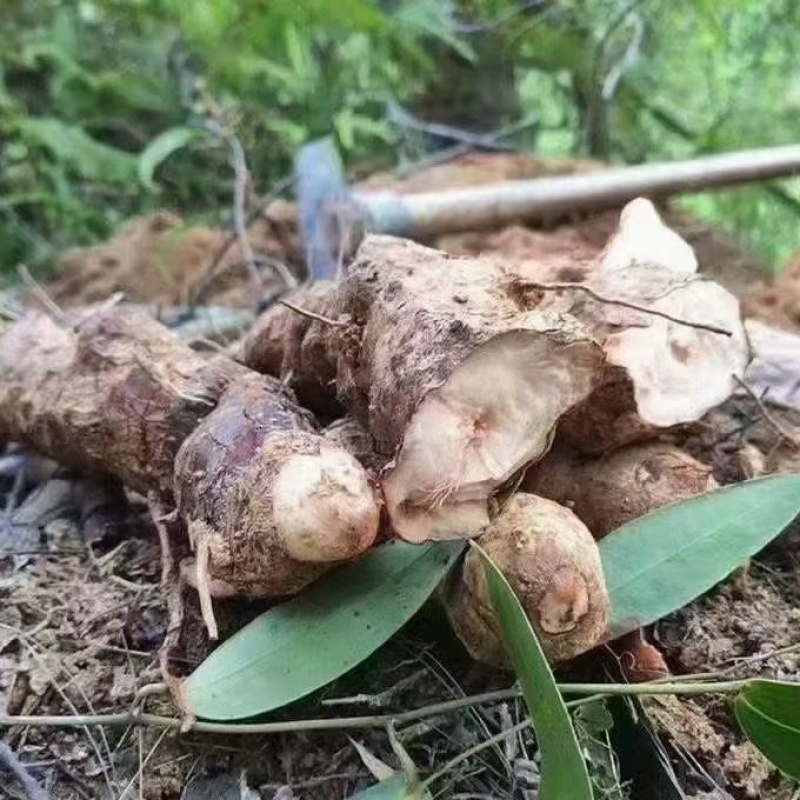 江西新鲜土茯苓野生白肉