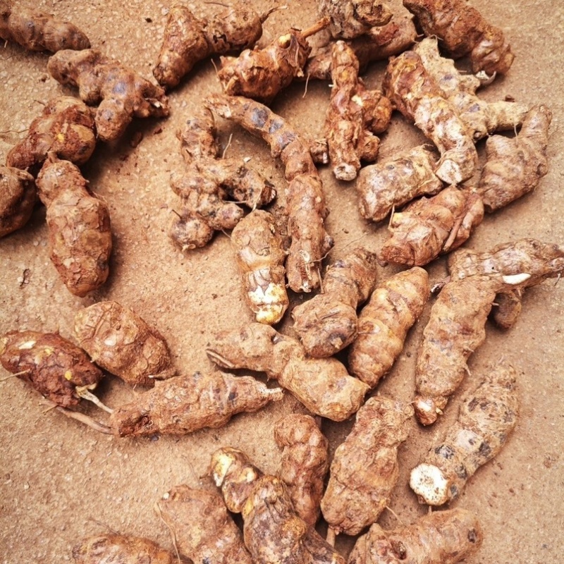 江西新鲜土茯苓野生白肉